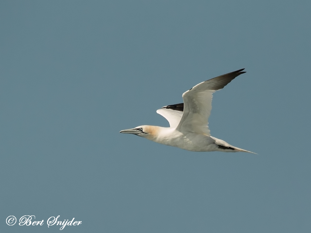 Gannet Birding Portugal