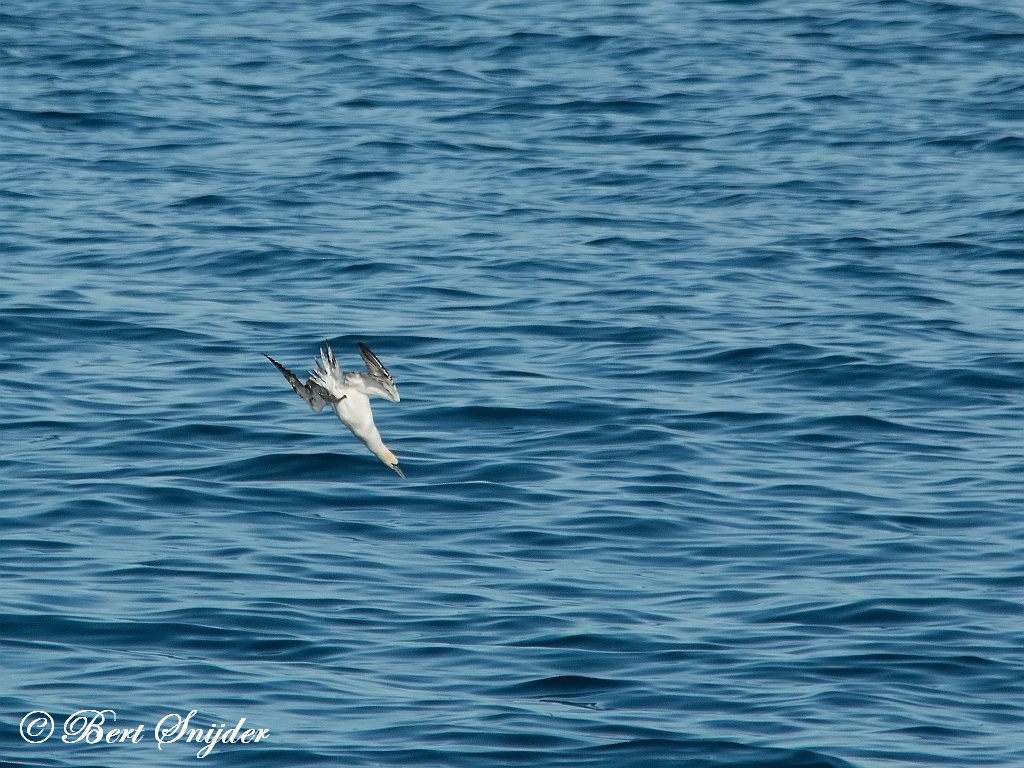 Gannet Birding Portugal