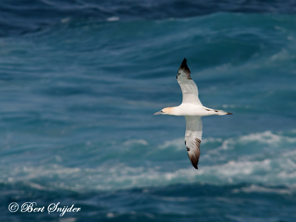 Gannet Birding Portugal