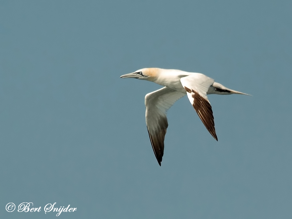 Gannet Birding Portugal