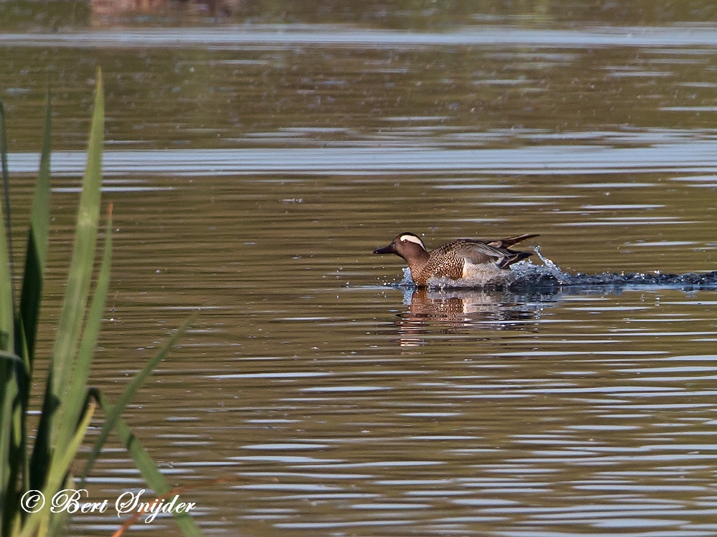 Garganey Birding Portugal