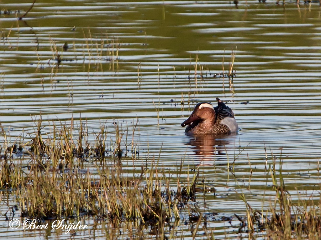 Garganey Birding Portugal