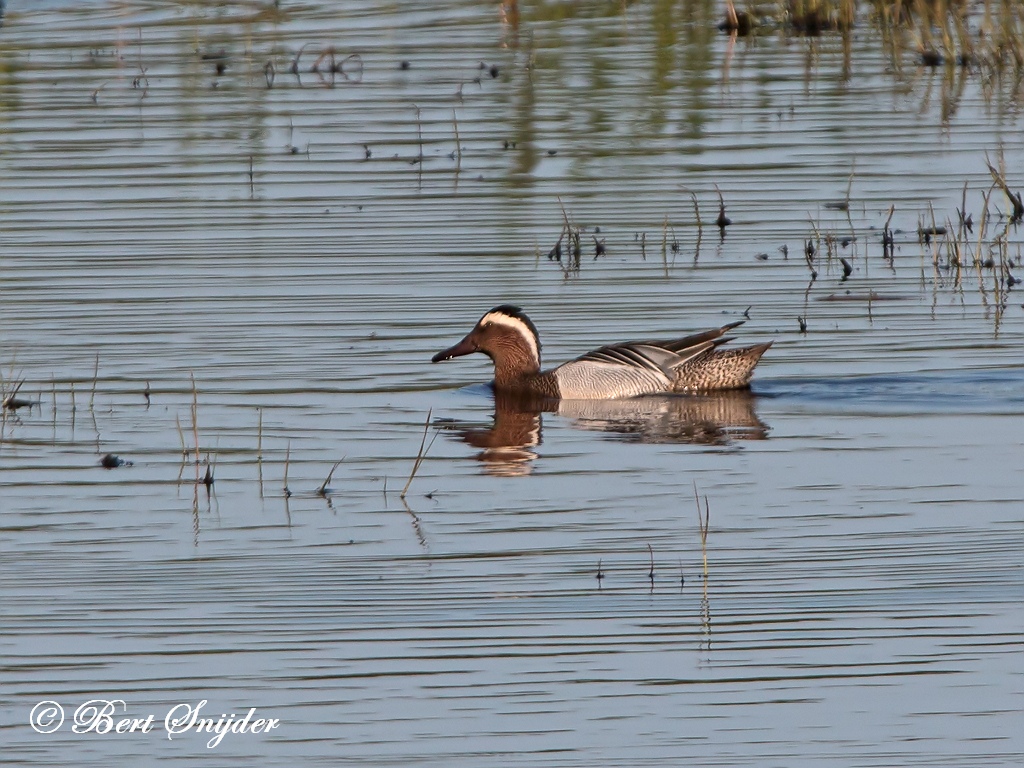 Garganey Birding Portugal