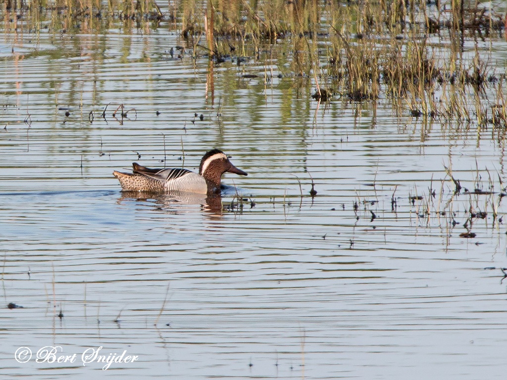 Garganey Birding Portugal