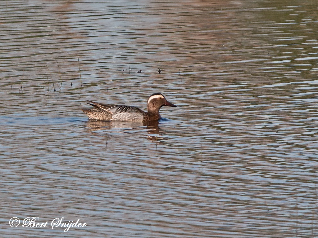 Garganey Birding Portugal