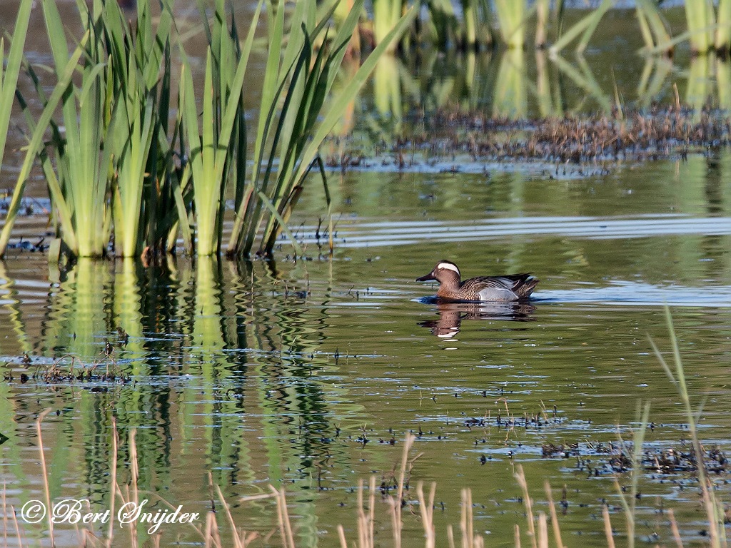 Garganey Birding Portugal