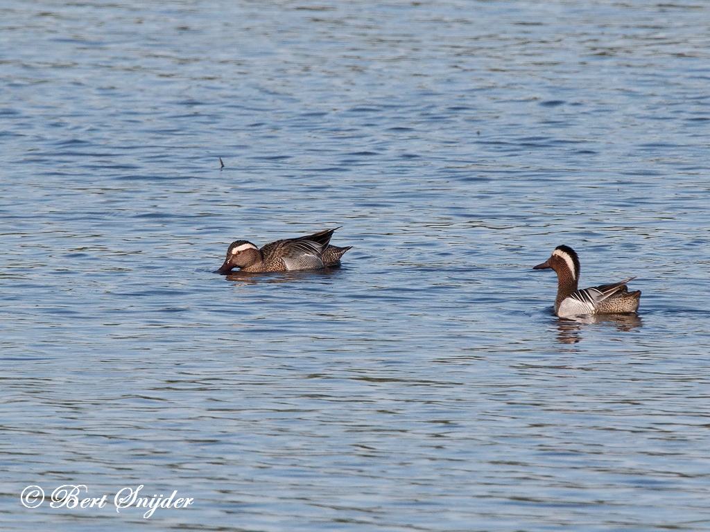 Garganey Birding Portugal