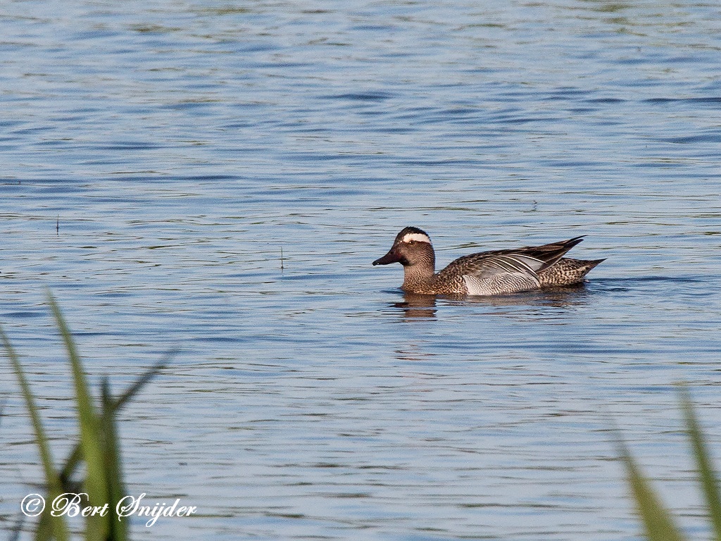 Garganey Birding Portugal