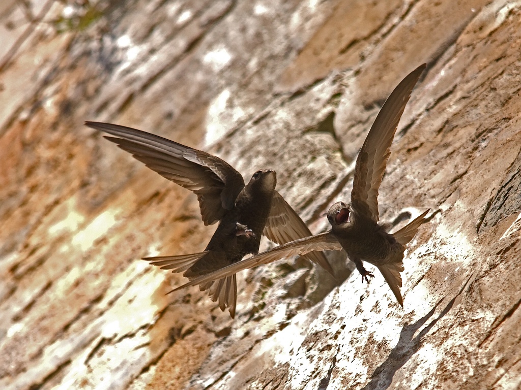 Gierzwaluw Birding Portugal