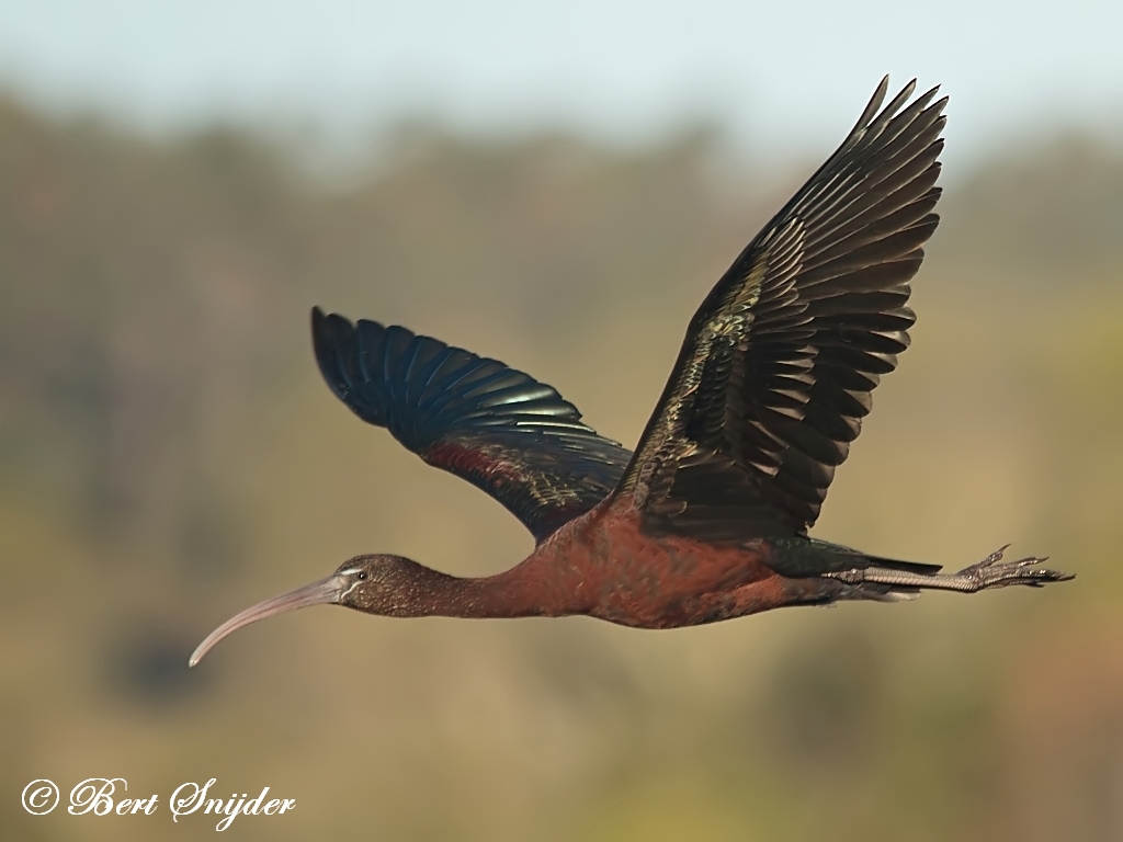Glossy Ibis Birding Portugal