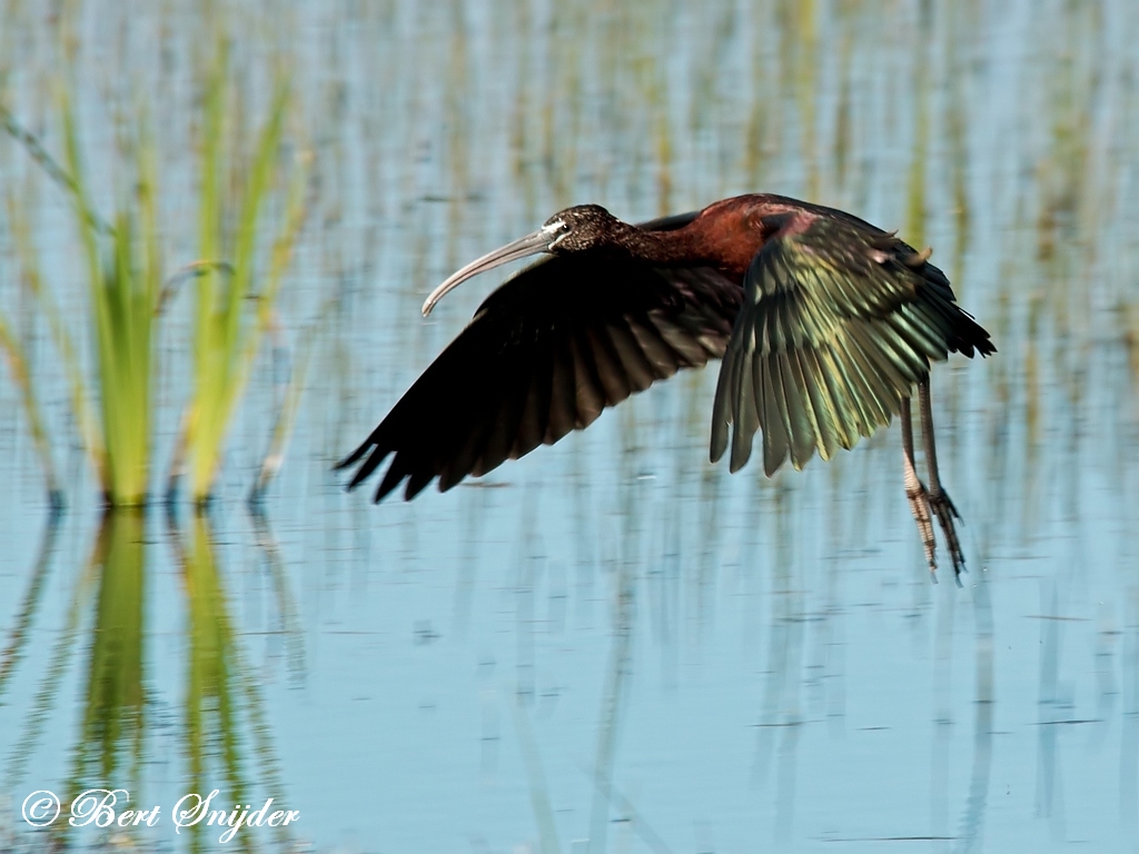 Glossy Ibis Birding Portugal