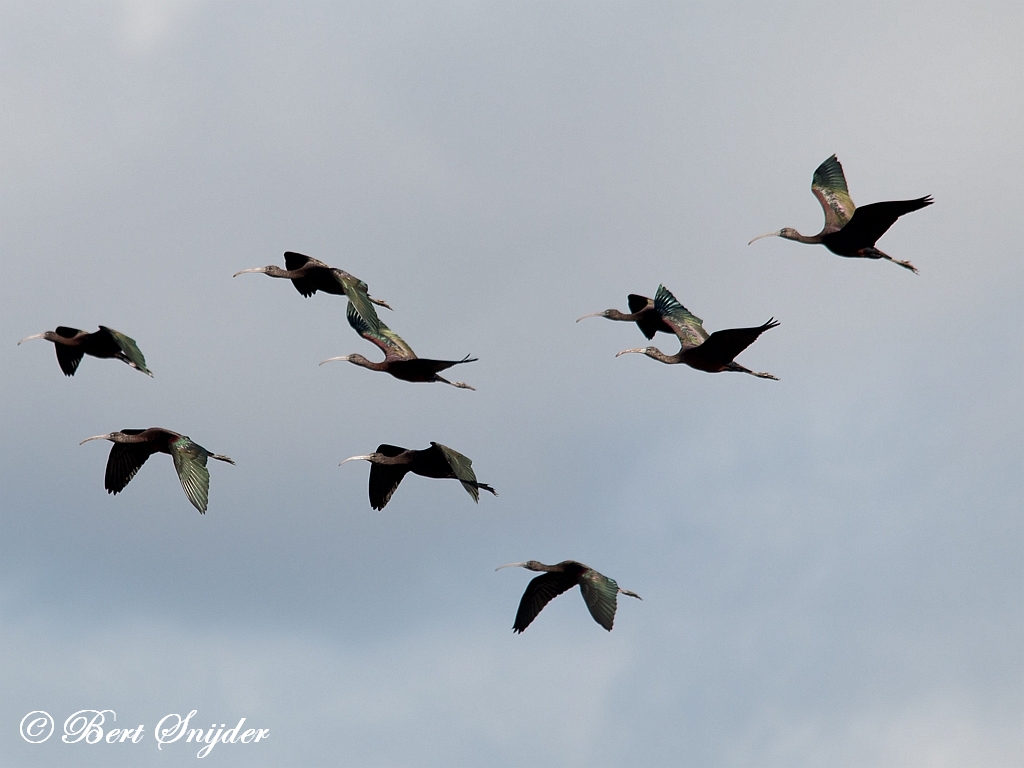 Glossy Ibis Birding Portugal