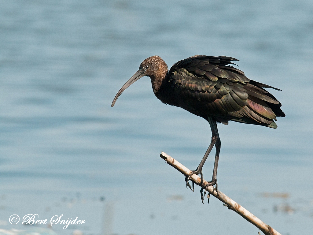 Glossy Ibis Birding Portugal