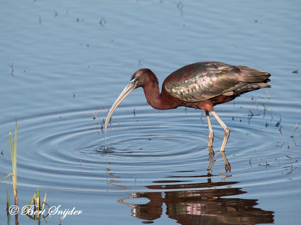 Glossy Ibis Birding Portugal