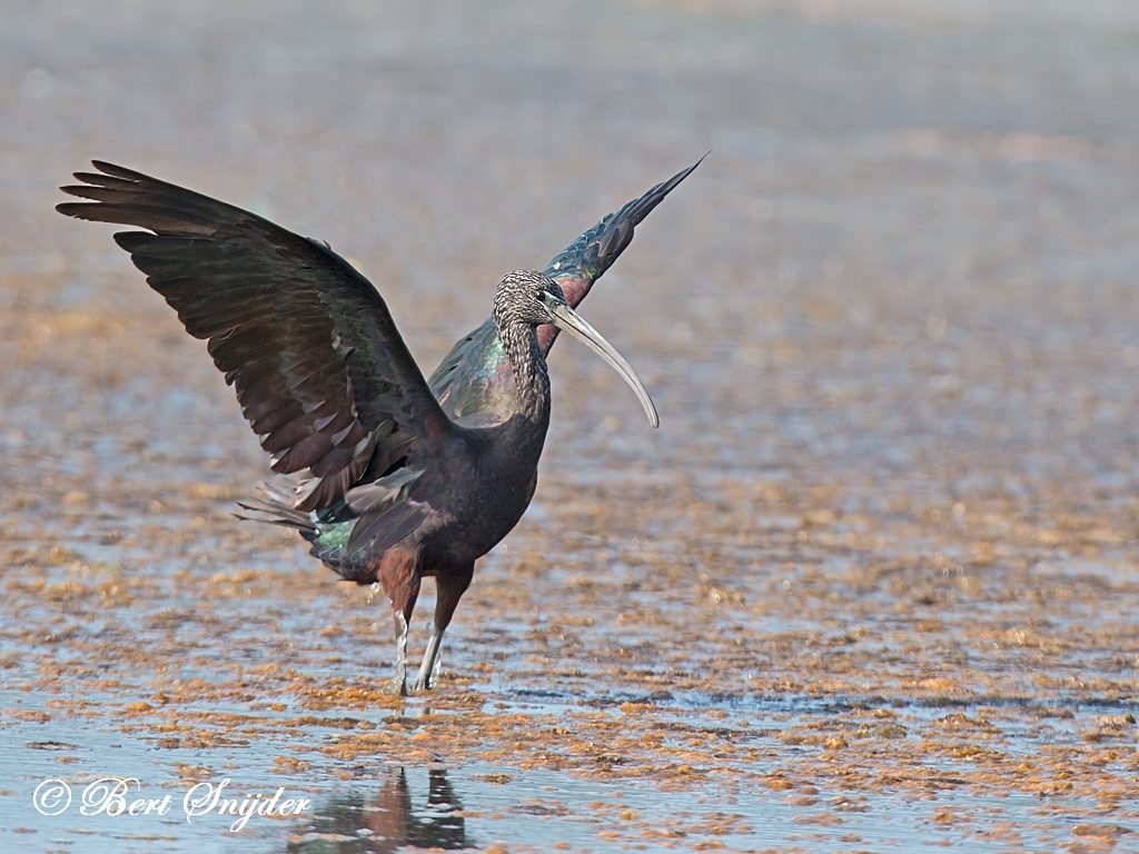 Glossy Ibis Birding Portugal