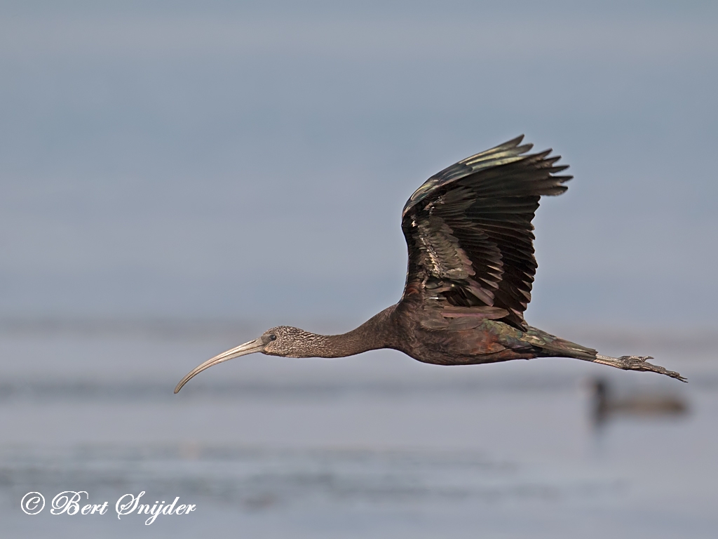 Glossy Ibis Birding Portugal