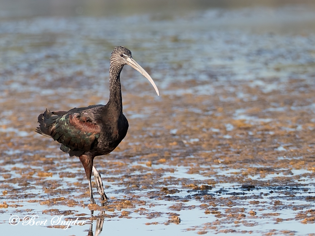 Glossy Ibis Birding Portugal