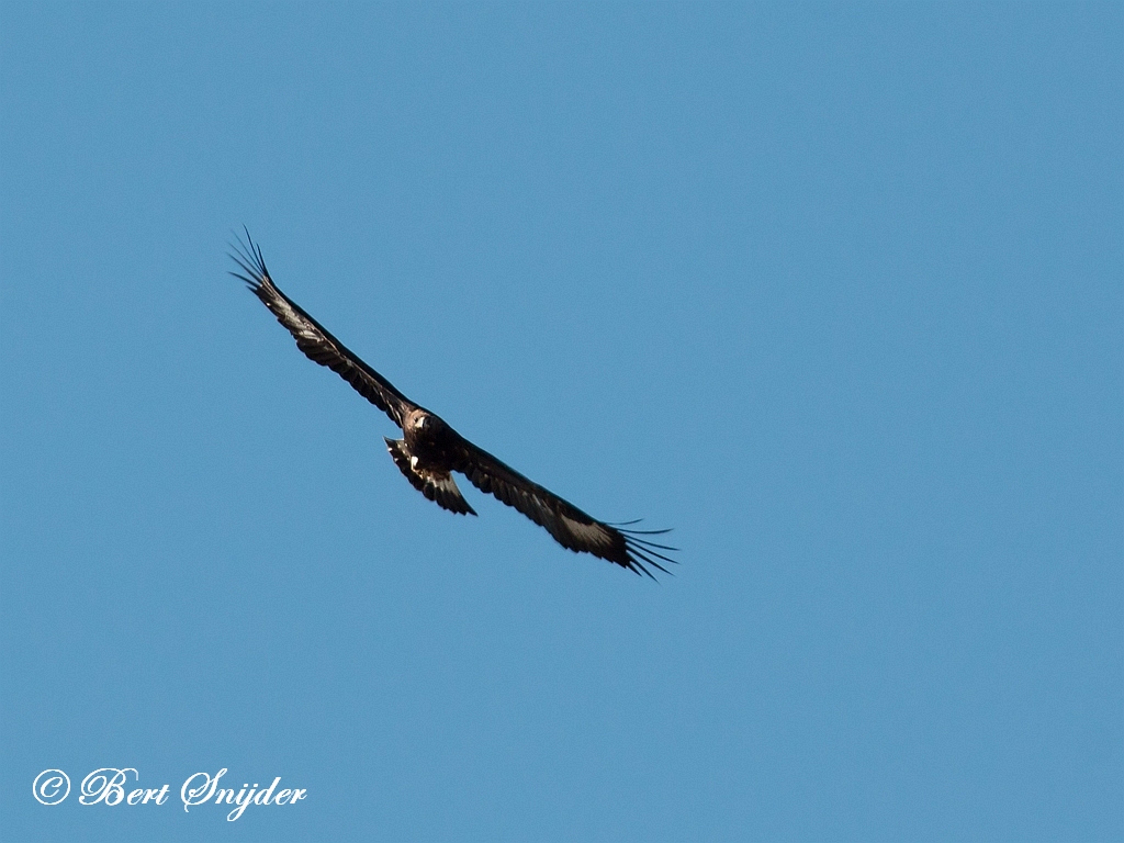 Golden Eagle Birding Portugal