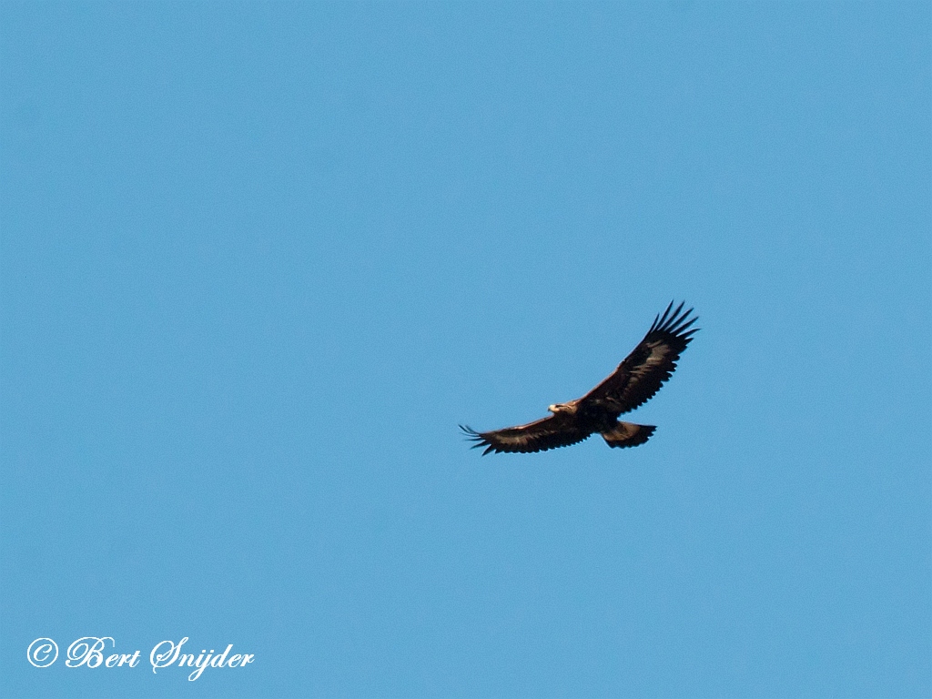 Golden Eagle Birding Portugal