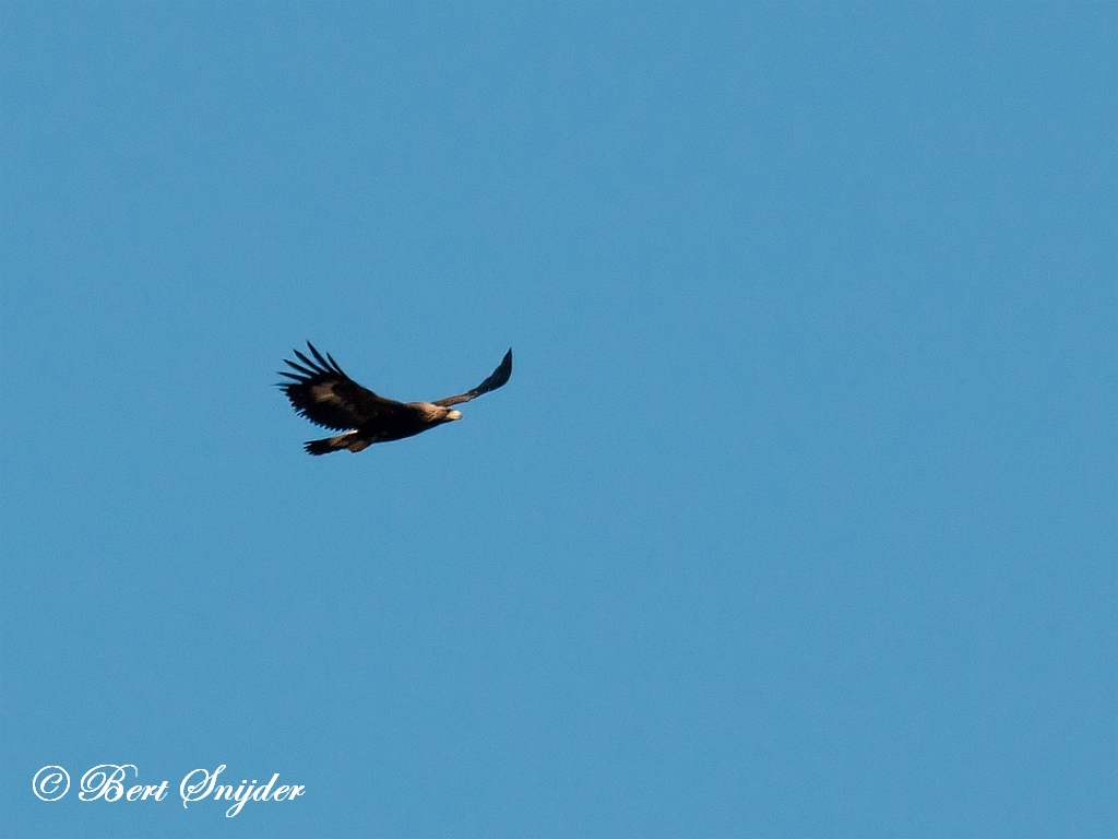 Golden Eagle Birding Portugal