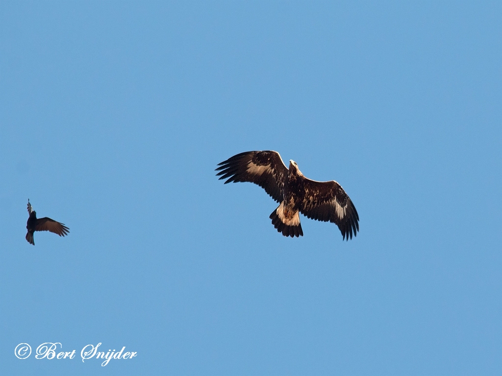 Golden Eagle Birding Portugal