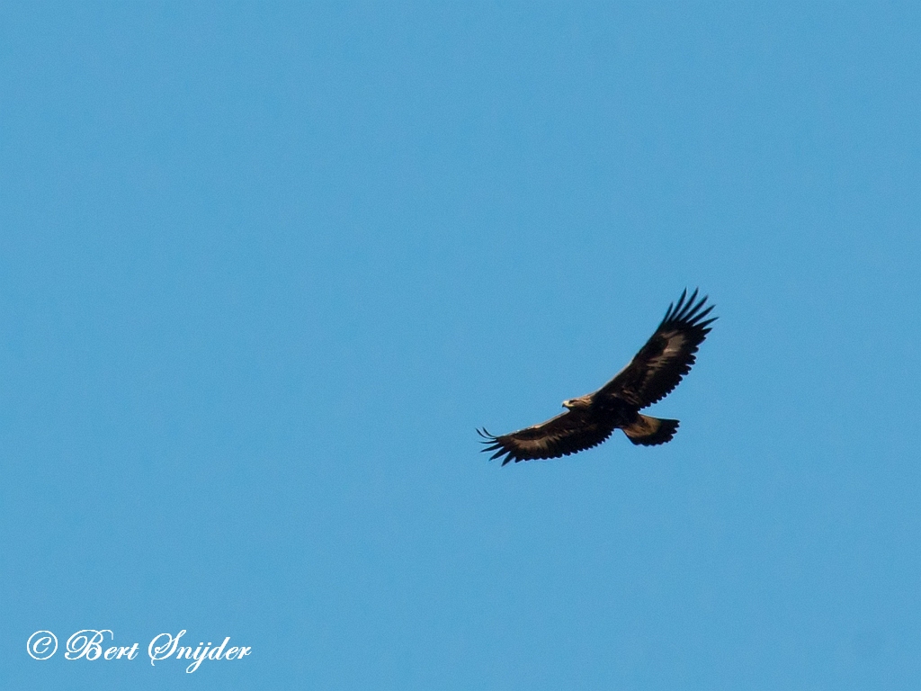 Golden Eagle Birding Portugal