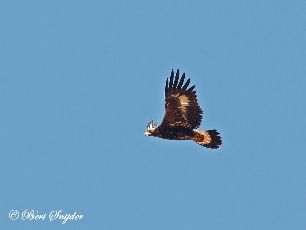 Golden Eagle Birding Portugal