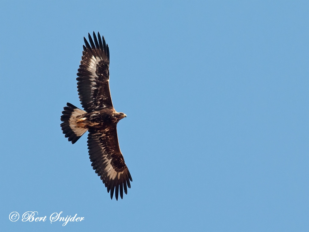 Golden Eagle Birding Portugal