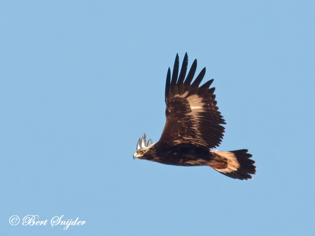 Golden Eagle Birding Portugal