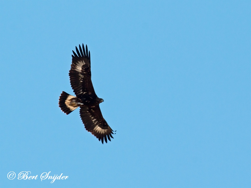 Golden Eagle Birding Portugal