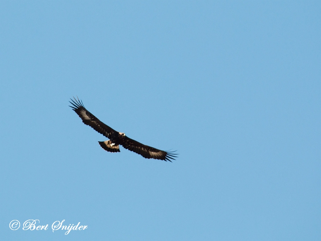 Golden Eagle Birding Portugal