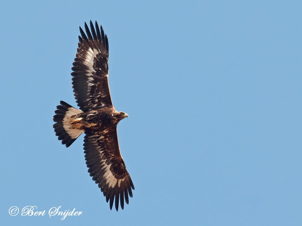 Golden Eagle Birding Portugal