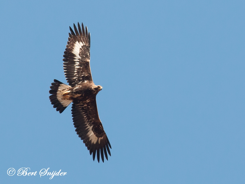 Golden Eagle Birding Portugal