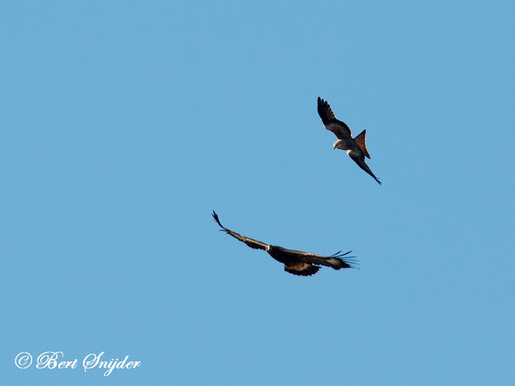 Golden Eagle Birding Portugal