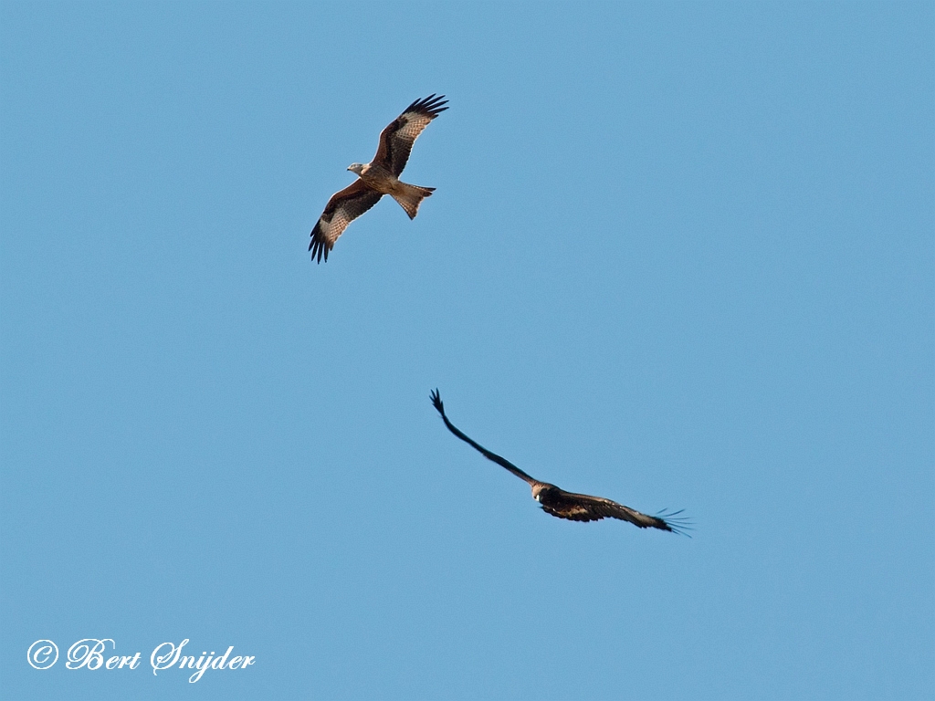 Golden Eagle Birding Portugal