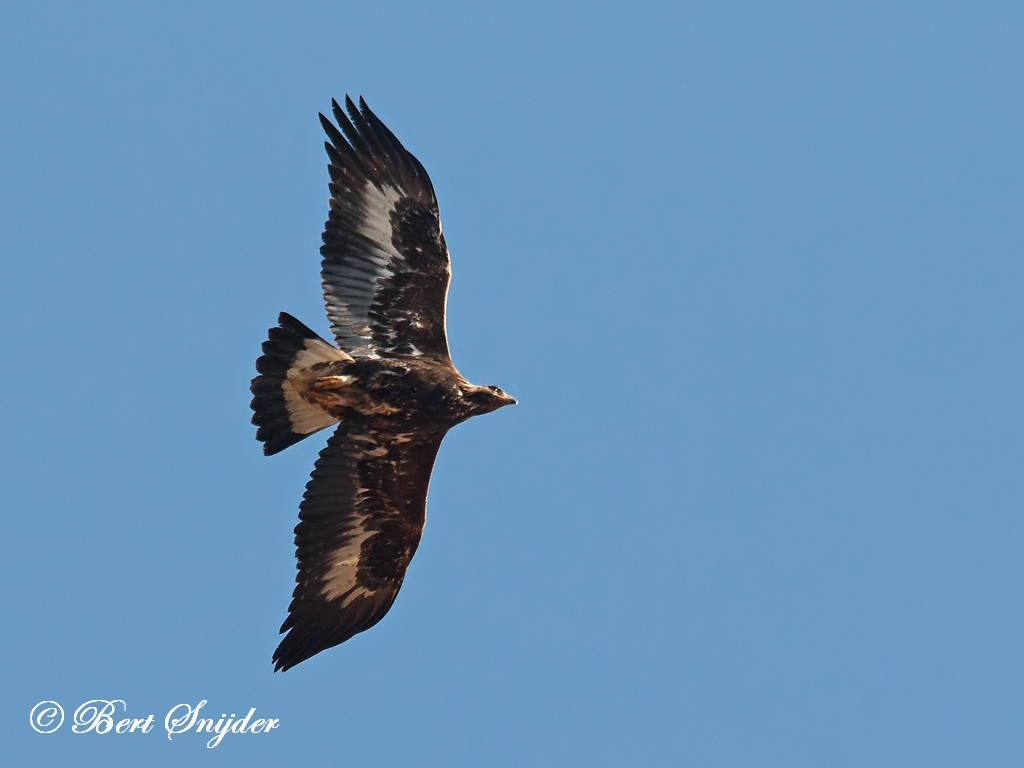 Golden Eagle Birding Portugal