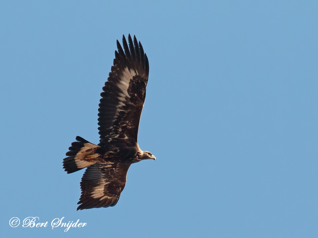 Golden Eagle Birding Portugal