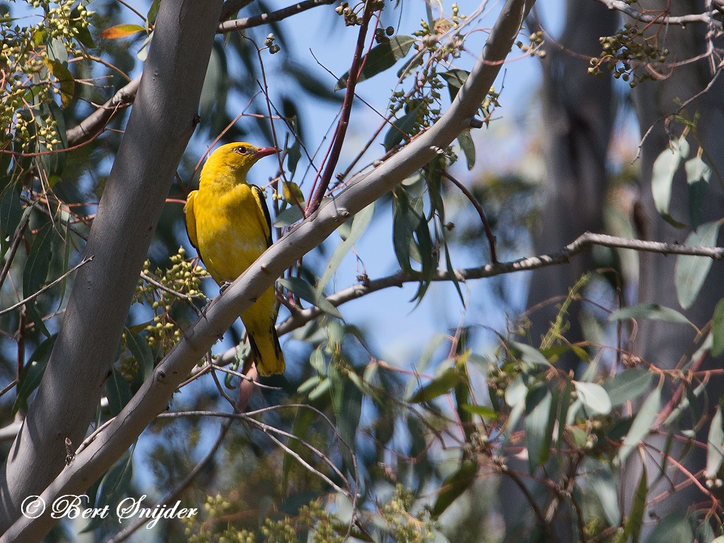 Golden Oriole Birding Portugal