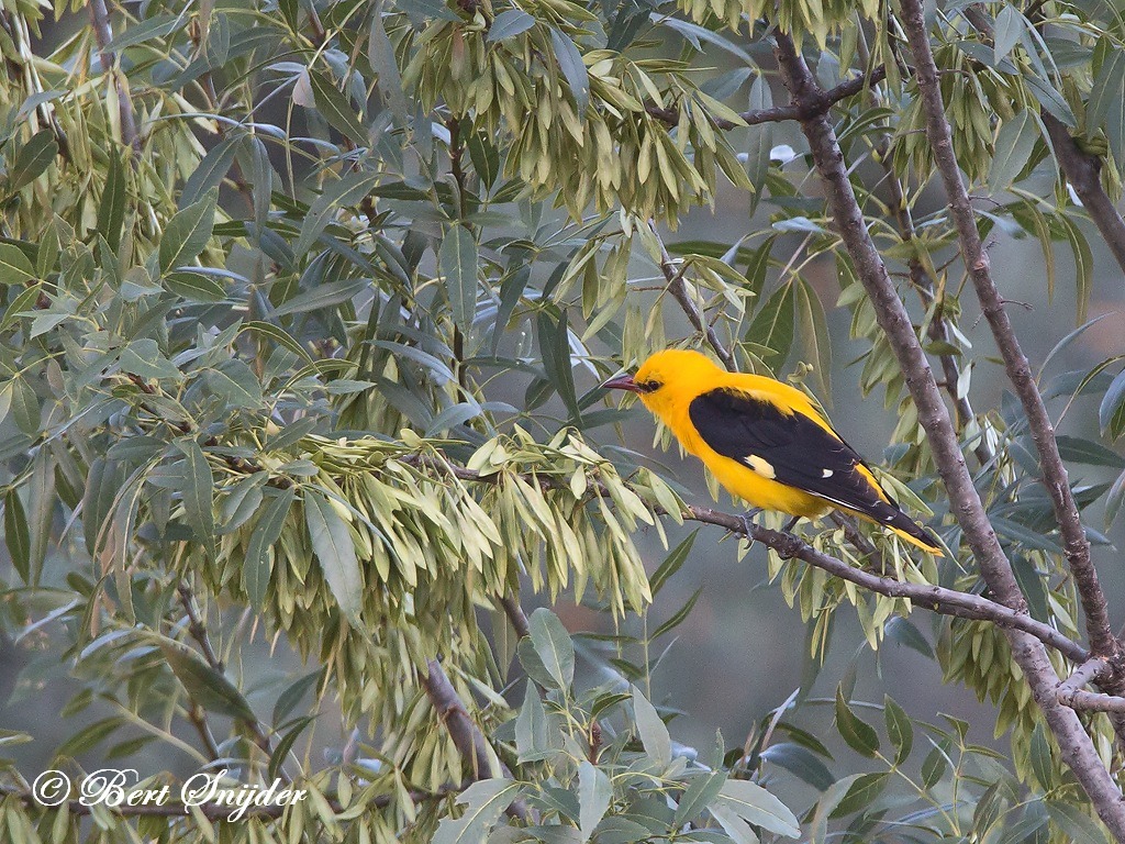 Golden Oriole Birding Portugal