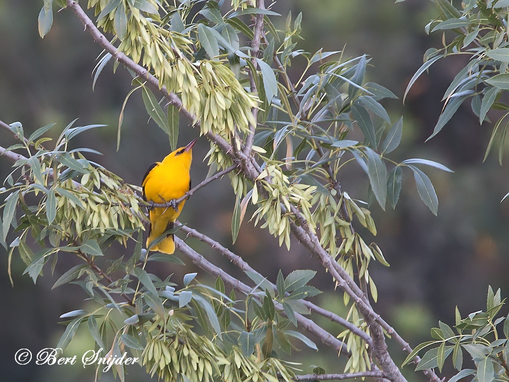 Golden Oriole Birding Portugal