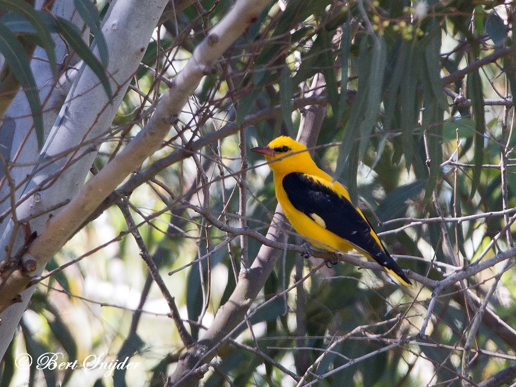 Golden Oriole Birding Portugal