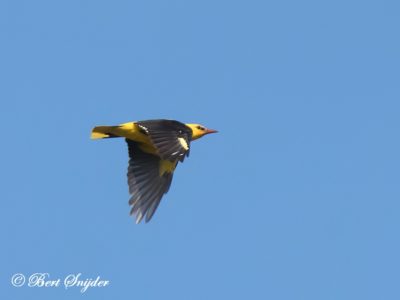Golden Oriole Birding Portugal