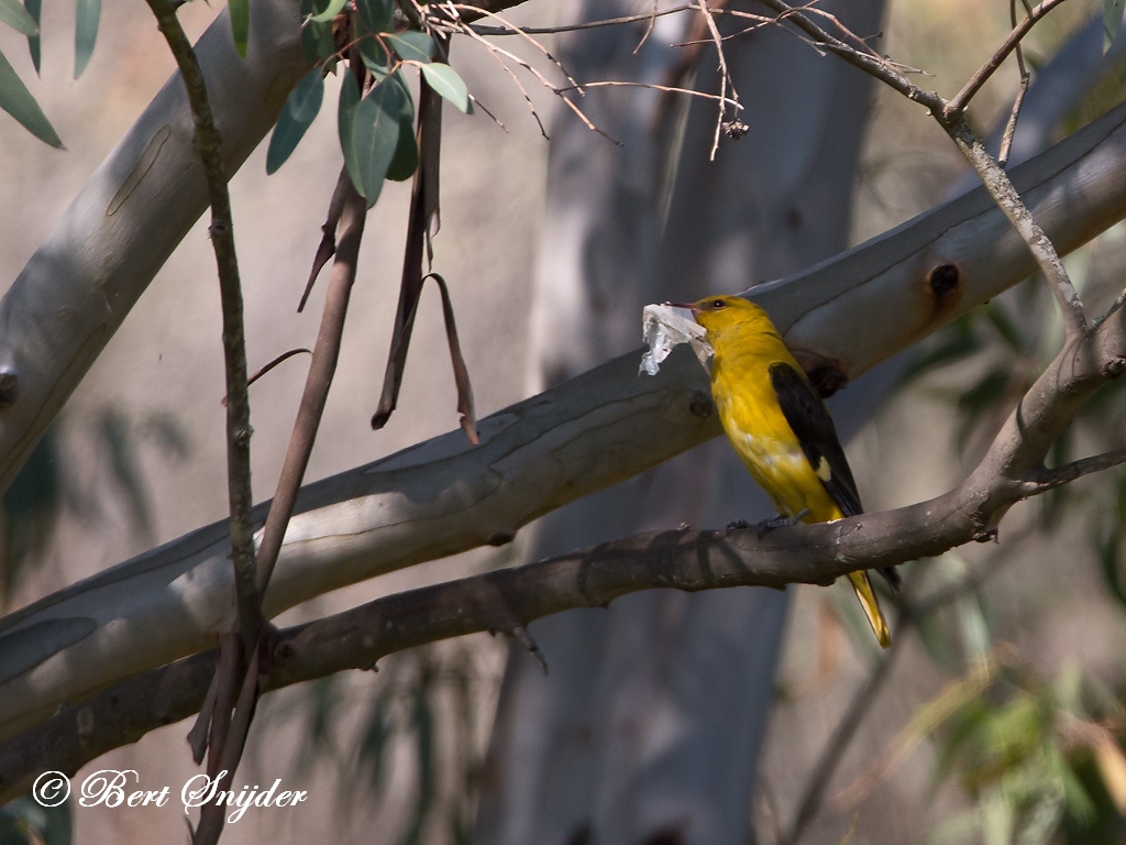 Golden Oriole Birding Portugal