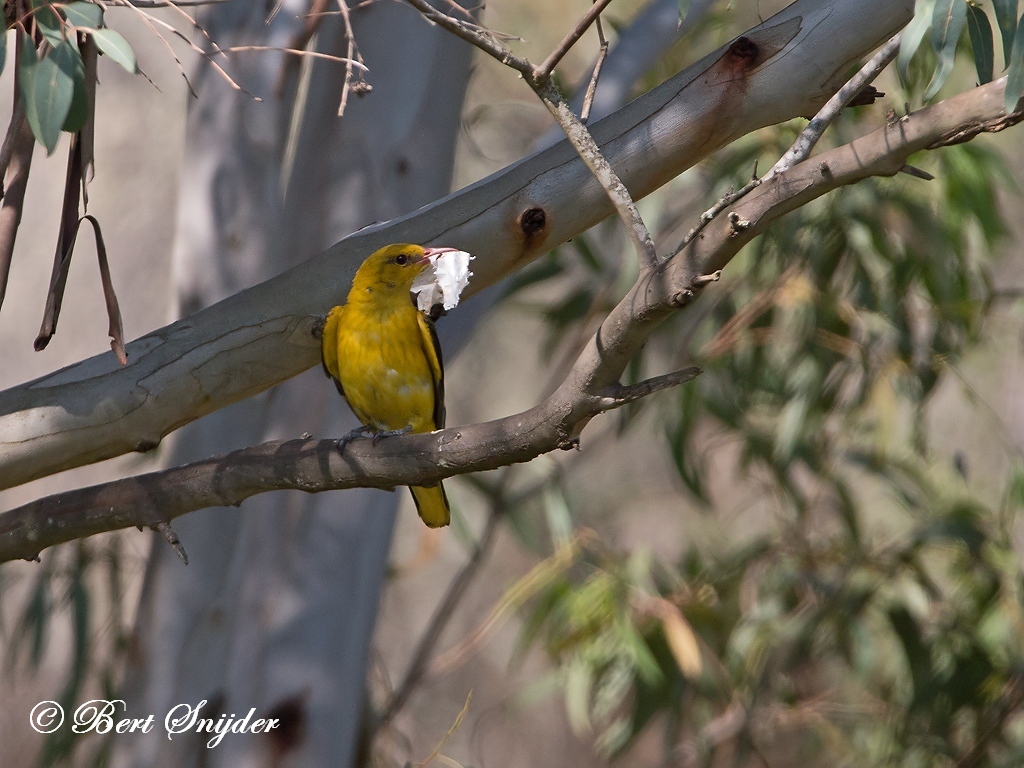 Golden Oriole Birding Portugal