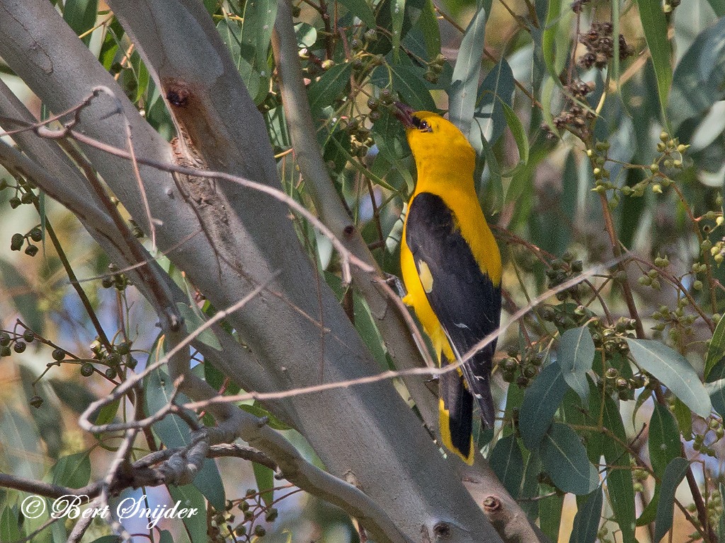 Golden Oriole Birding Portugal