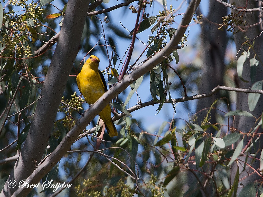 Golden Oriole Birding Portugal