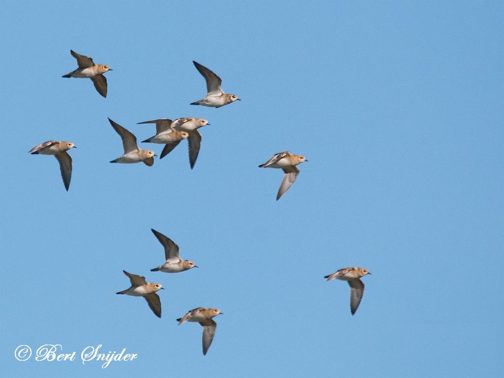  Golden Plover Birding Portugal