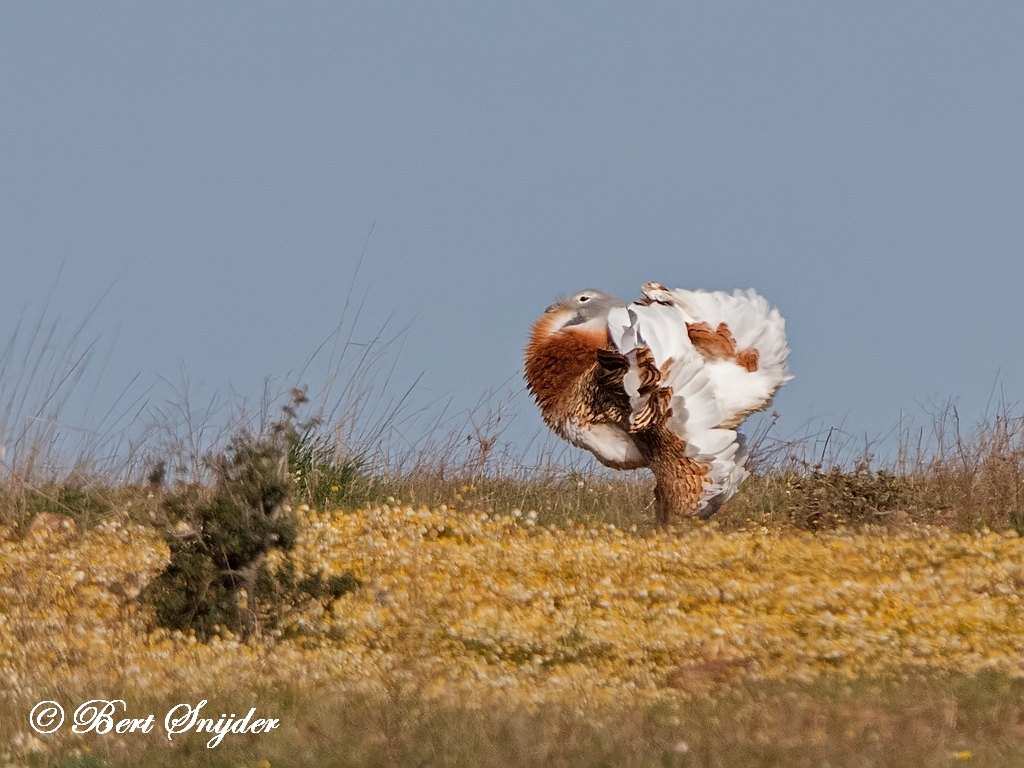 Great Bustard Bird Hide BSP7 Portugal