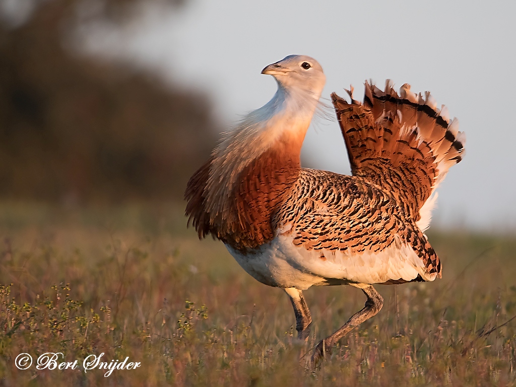 Great Bustard Bird Hide BSP7 Portugal