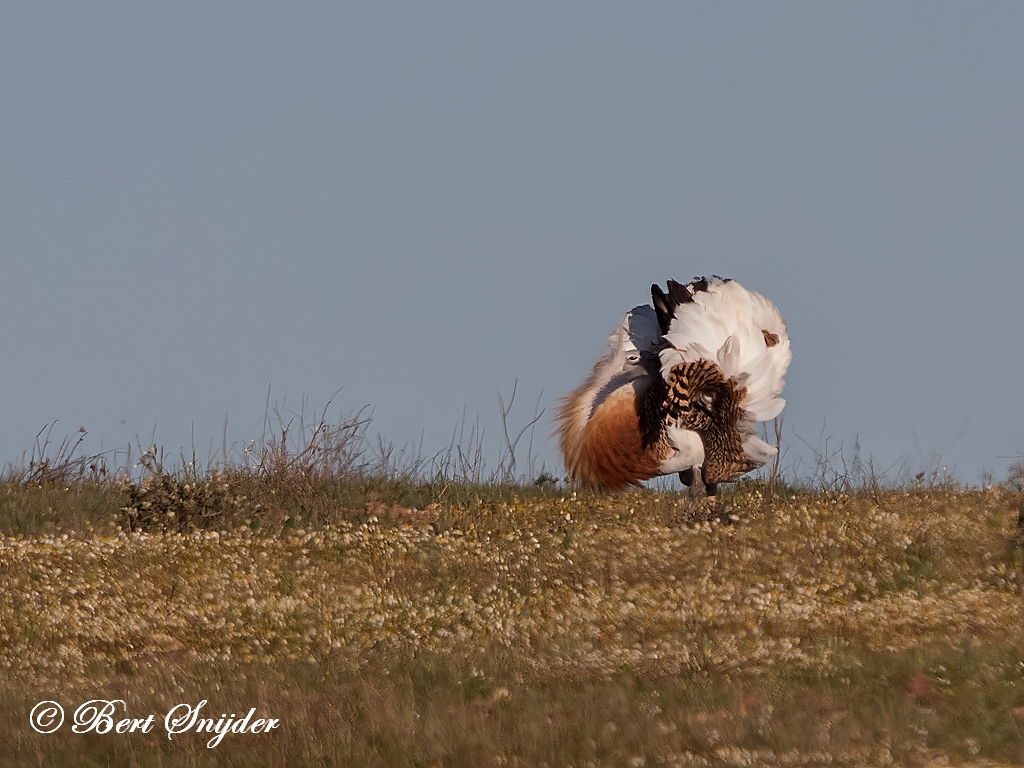 Great Bustard Bird Hide BSP7 Portugal